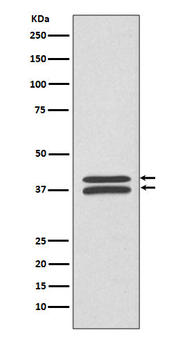MEK3/MEK6 Rabbit Polyclonal Antibody