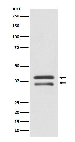 MEK3 Rabbit Polyclonal Antibody