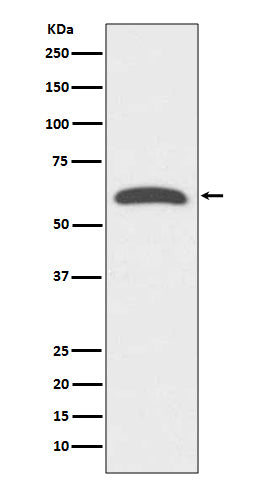 FOXO4 Rabbit Polyclonal Antibody