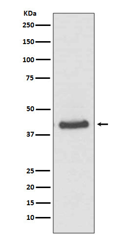 JunB Rabbit Polyclonal Antibody