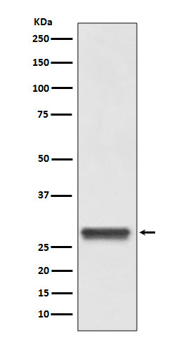 14-3-3 Rabbit Polyclonal Antibody