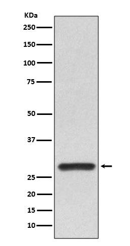 14-3-3 alpha/beta Rabbit Polyclonal Antibody