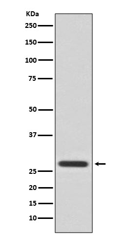 14-3-3 theta Rabbit Polyclonal Antibody