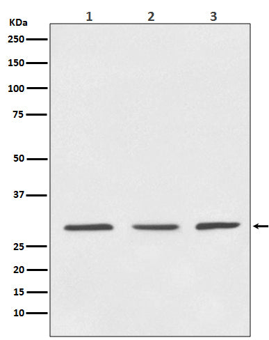 14-3-3 Rabbit Polyclonal Antibody