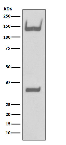 Trk Rabbit Polyclonal Antibody
