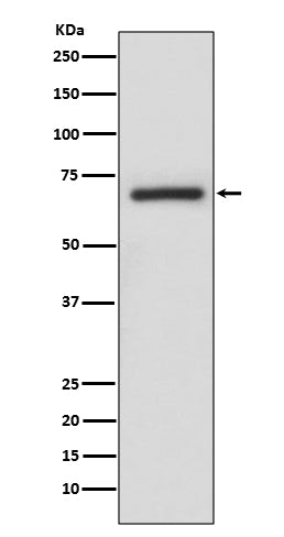 ARAF Rabbit Polyclonal Antibody