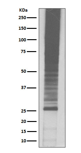 Ubiquitin K48 Rabbit Polyclonal Antibody