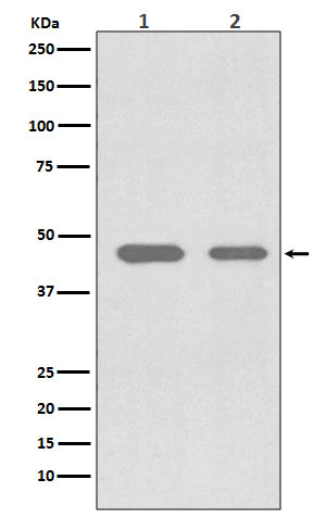 CDC37 Rabbit Polyclonal Antibody