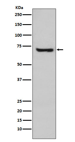 HspA2 Rabbit Polyclonal Antibody