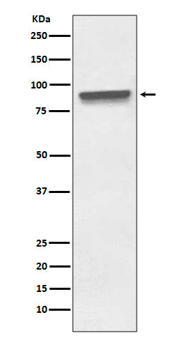 Mitofilin Rabbit Polyclonal Antibody