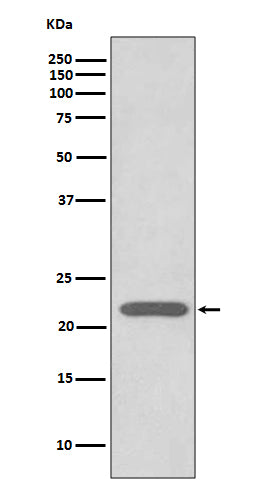 Peroxiredoxin 2 Rabbit Polyclonal Antibody