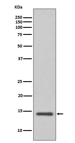 Cystatin C Rabbit Polyclonal Antibody