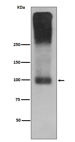 Metabotropic Glutamate Receptor 2 Rabbit Polyclonal Antibody