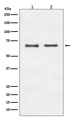 E2F1 Rabbit Polyclonal Antibody