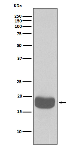 4E BP1 Rabbit Polyclonal Antibody