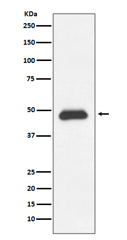 Fas Rabbit Polyclonal Antibody