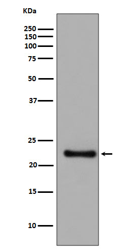Glutathione Peroxidase 1 Rabbit Polyclonal Antibody