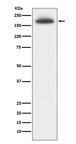 Mannose Receptor Rabbit Polyclonal Antibody