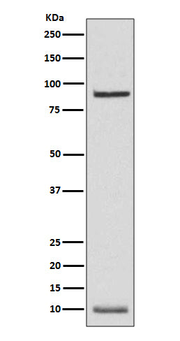 NEDD8 Rabbit Polyclonal Antibody