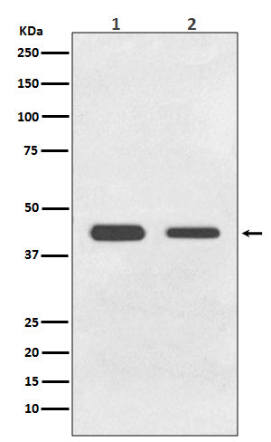BMP11 Rabbit Polyclonal Antibody