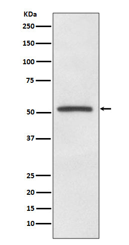 MiTF Rabbit Polyclonal Antibody