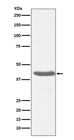 MHC Class I Rabbit Polyclonal Antibody