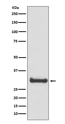 Calbindin Rabbit Polyclonal Antibody