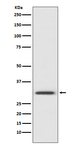 Annexin V Rabbit Polyclonal Antibody
