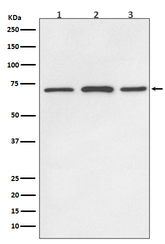 SDHA Rabbit Polyclonal Antibody