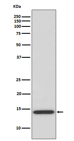 IL-4 Rabbit Polyclonal Antibody