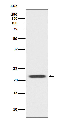 Bid Rabbit Polyclonal Antibody