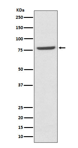 Mre11 Rabbit Polyclonal Antibody