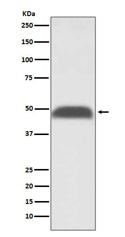 Polyclonal AntibodyPN1 Rabbit Polyclonal Antibody