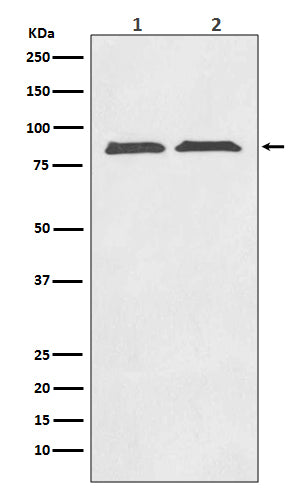 Axin 2 Rabbit Polyclonal Antibody