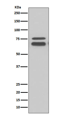 FMRP Rabbit Polyclonal Antibody