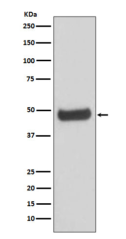 PKA RII beta Rabbit Polyclonal Antibody