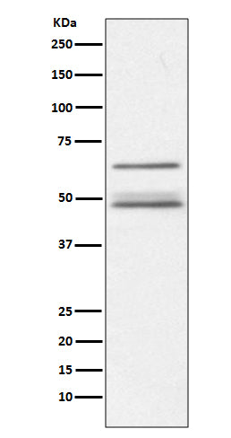 IKK gamma Rabbit Polyclonal Antibody