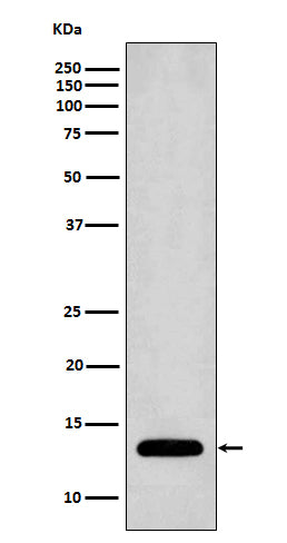 Profilin 1 Rabbit Polyclonal Antibody