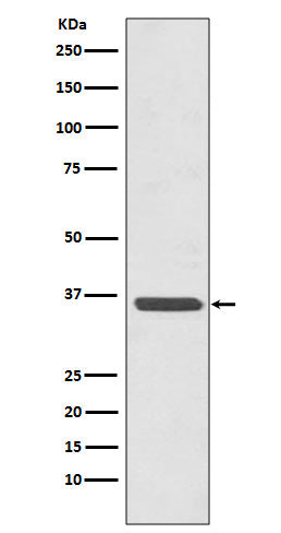 Annexin A2 Rabbit Polyclonal Antibody