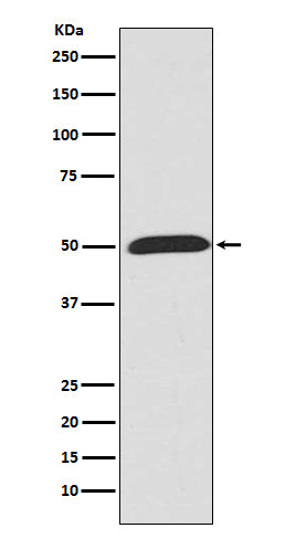 Wnt5a Rabbit Polyclonal Antibody
