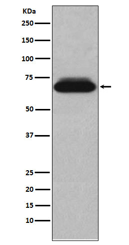 NUR77 Rabbit Polyclonal Antibody