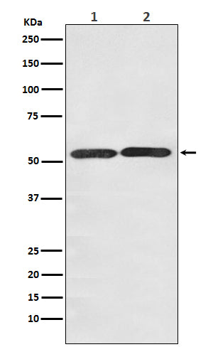 Glucose Transporter GLUT3 Rabbit Polyclonal Antibody