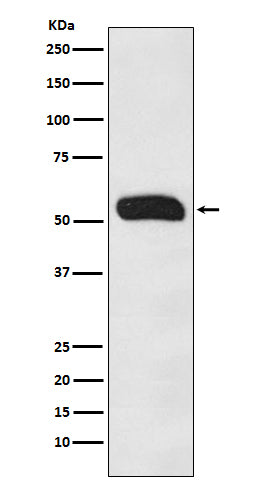 Human IgG Rabbit Polyclonal Antibody