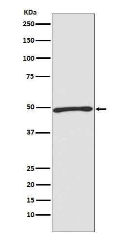 ATG4C Rabbit Polyclonal Antibody