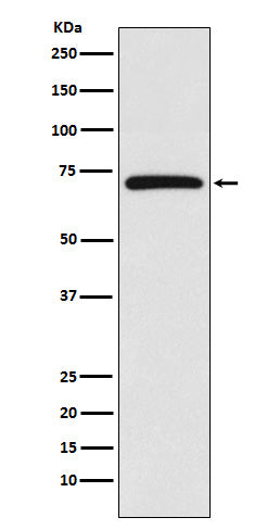cIAP1 Rabbit Polyclonal Antibody