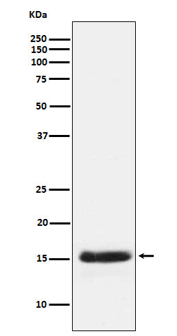 PLGF Rabbit Polyclonal Antibody