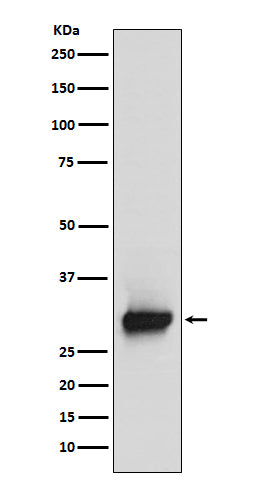 Calretinin Rabbit Polyclonal Antibody