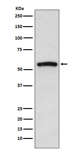 IRAK4 Rabbit Polyclonal Antibody