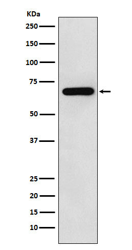 N WASP Rabbit Polyclonal Antibody