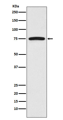 FRS2 Rabbit Polyclonal Antibody